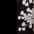 black/sakura